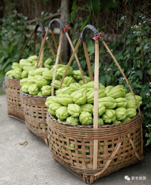 吃瓜小群名字,揭秘吃瓜小群的欢乐时光