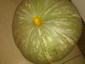 小瓜怎么吃啊,解锁美味新境界