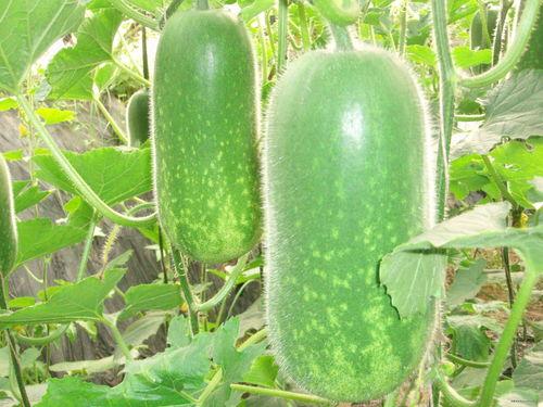 吃瓜去国外哪个平台,揭秘国外热门平台，畅享国际资讯盛宴