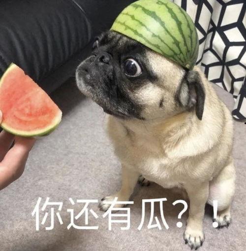 吃瓜组表情包,揭秘网络社交中的趣味与讽刺