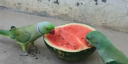 鹦鹉兄弟 吃瓜,鹦鹉兄弟的瓜田奇遇记