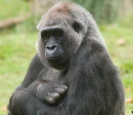 带你吃瓜奇葩猩猩,带你领略“带你吃瓜奇葩猩猩”的独特魅力