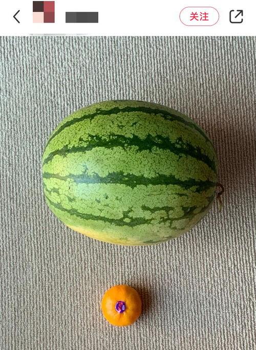 全球吃瓜局,揭秘各国美食文化盛宴