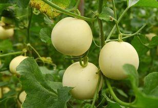 七田瓜怎么吃,七田瓜的多样食用方法探索