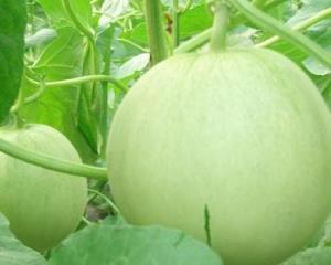 孕妇可以吃吗瓜,安全享用吗瓜的秘诀