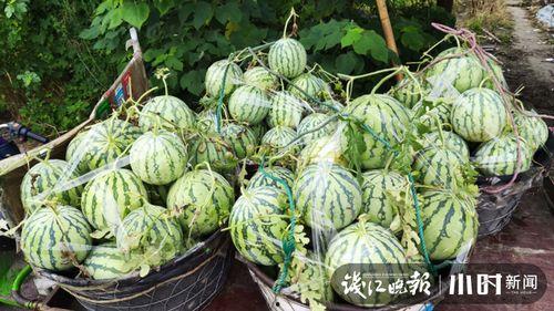 淄博四宝山吃瓜啦,淄博特色“吃瓜啦”狂欢体验