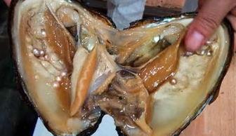 吃生蚝可以吃珍珠瓜吗,珍珠瓜的完美搭配探索