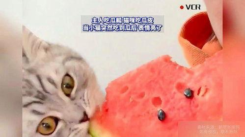 吃瓜猫咪