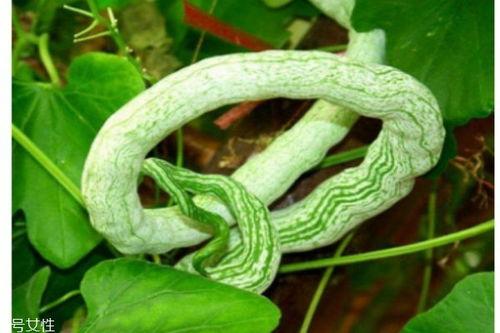 蛇瓜可以吃吗?,美味与营养并存的神奇蔬菜